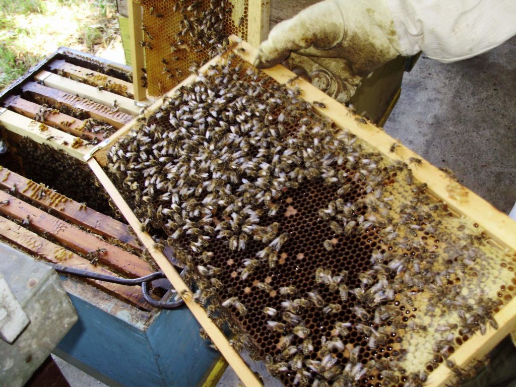 Kako se muzu pčele ili kako doista nastaje med?