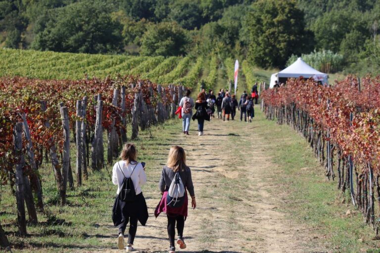 Jesenske vinske šetnje po Istri – wine & walk trend i dalje u usponu!